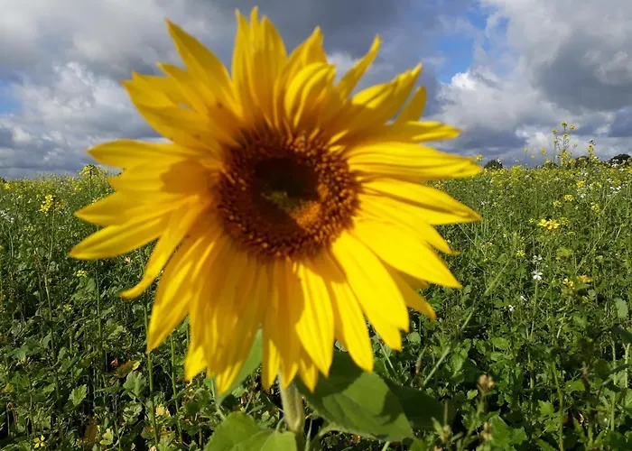 Neulandhof Spoering شقة فالسروده